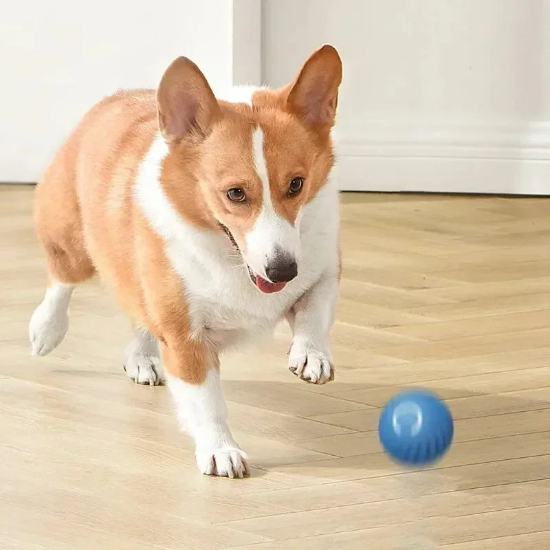 Auto-Moving Bounce Ball — USB Rechargeable Pet Toy