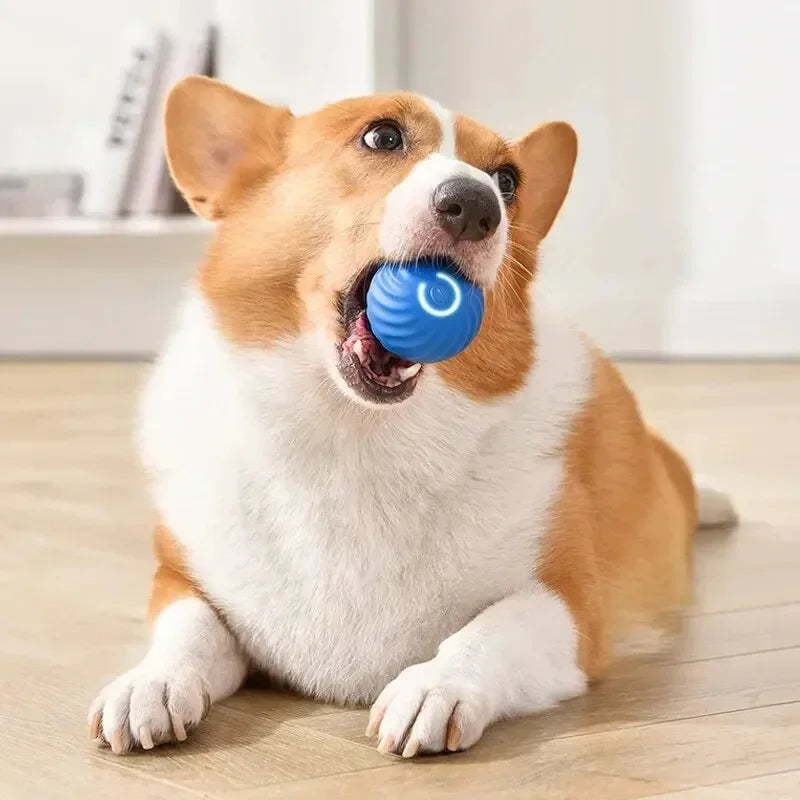 Auto-Moving Bounce Ball — USB Rechargeable Pet Toy
